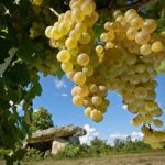 pineau-des-charentes