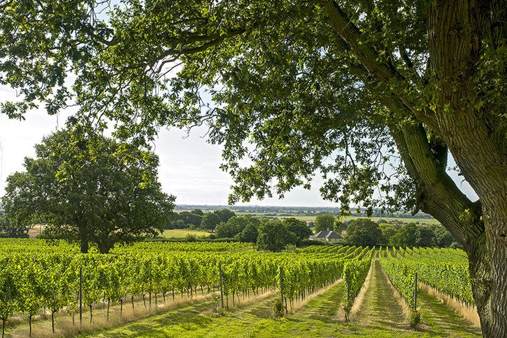 Ízlelgessük: kér egy pohár Sussex-et?